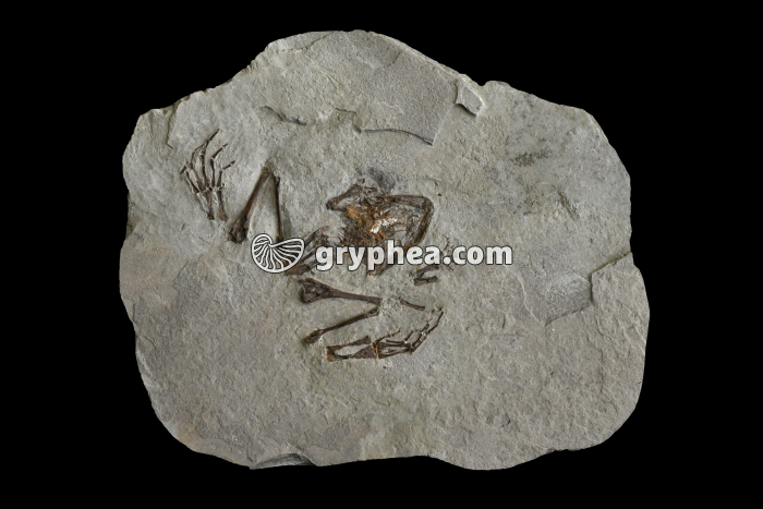 Grenouille fossilisée (Latonia gigantea, Miocène moyen, Gracanica, Bosnie) - gryphea.com